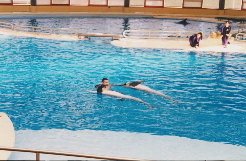 013-Dolphin Show.jpg